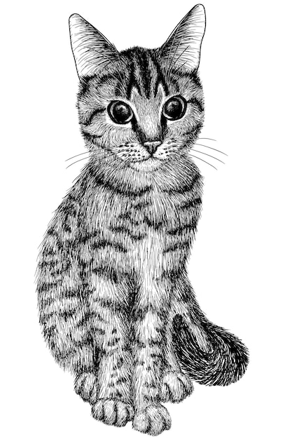 Vector grafische lineaire afbeelding van een Cyperse kat zittend in graveerstijl