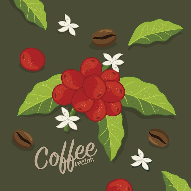 Vector graphic coffee tree plantation, branch, leaf, bean.