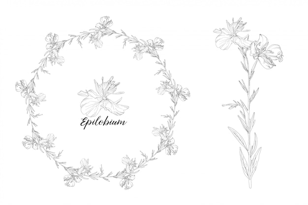 Vector graphic set of floral elements. Epilobium