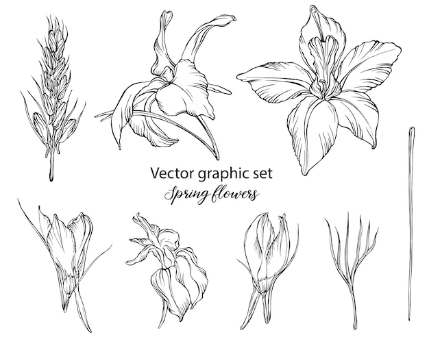 Set di grafica vettoriale. fiori di primavera