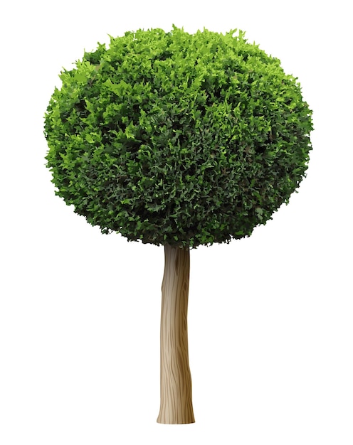 Vettore grafica vettoriale 3d. pianta realistica di thuja cespuglio o albero di sfera a forma di ginepro