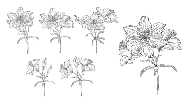 Vector graphics of a floral composition with flowers lilies