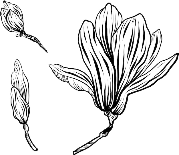 Vector graphics of magnolia A branch with magnolia flowers line art Magnolia bud sketch line art