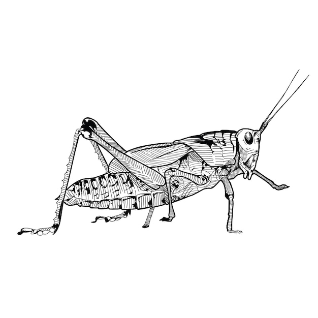 Vector vector grasshopper handdrawn engraving