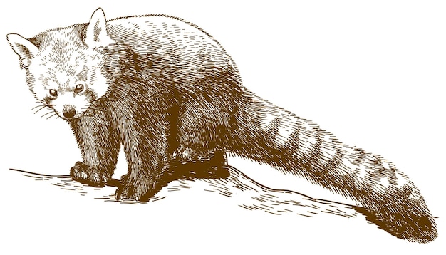 Vector vector gravure tekening illustratie van rode panda ailurus fulgens geïsoleerd op een witte achtergrond