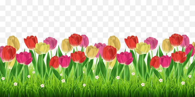 Vector green grass and realistic tulips
