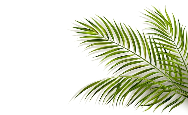 Vector green leaf of palm tree with overlay shadow isolated on white background