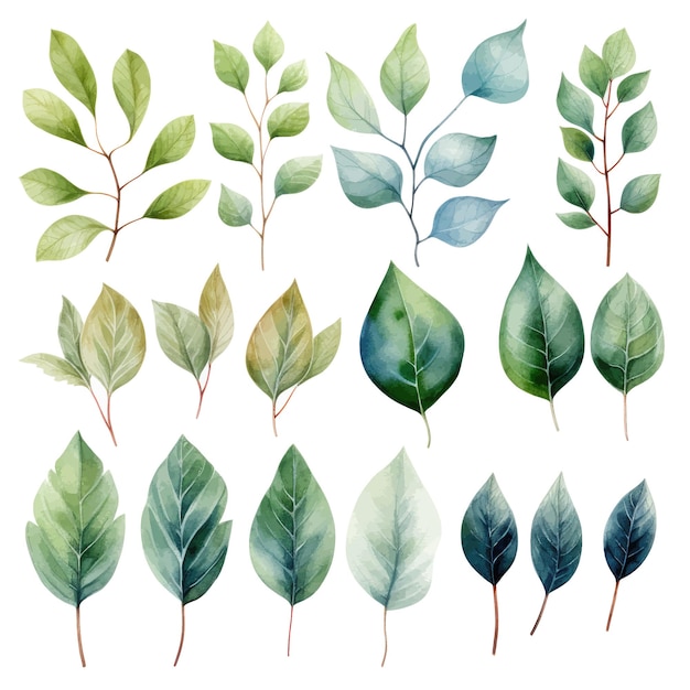 vector green leaves vector watercolor set