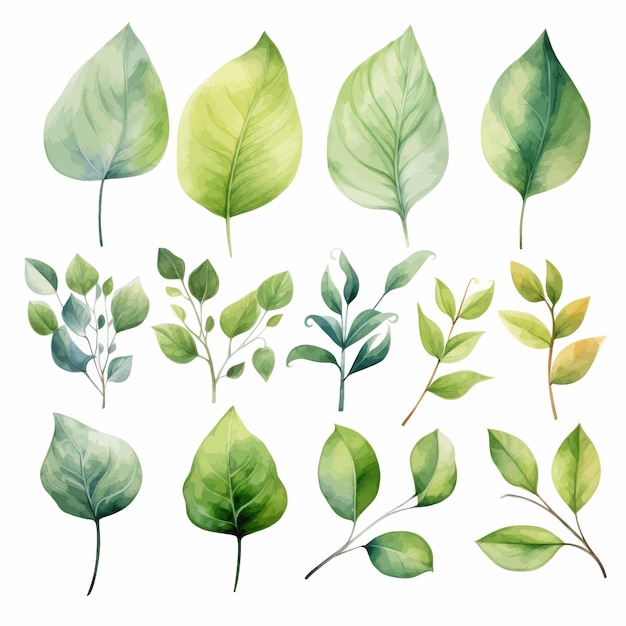 vector green leaves vector watercolor set