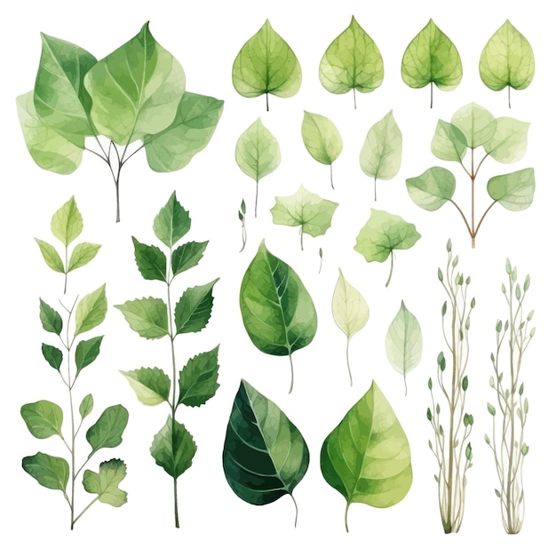 vector green leaves vector watercolor set