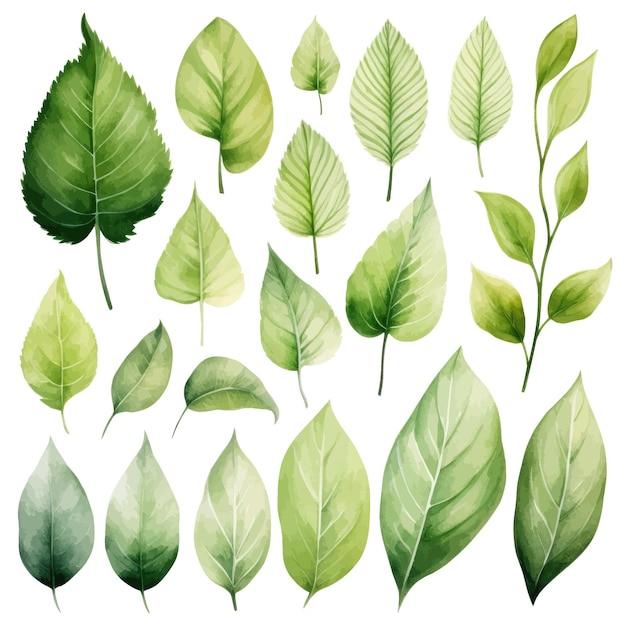 vector green leaves vector watercolor set