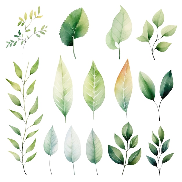 vector green leaves vector watercolor set