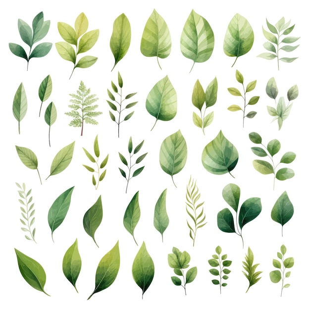 vector green leaves vector watercolor set