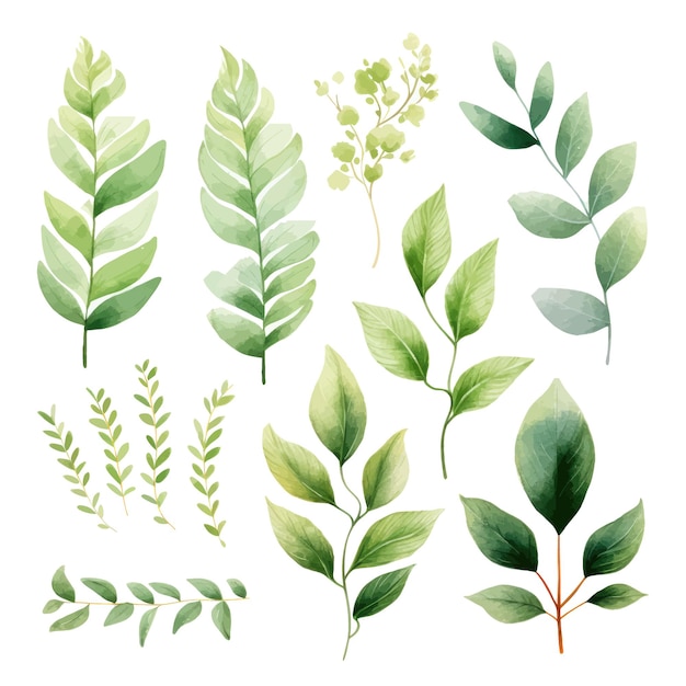 Vector green leaves vector watercolor set