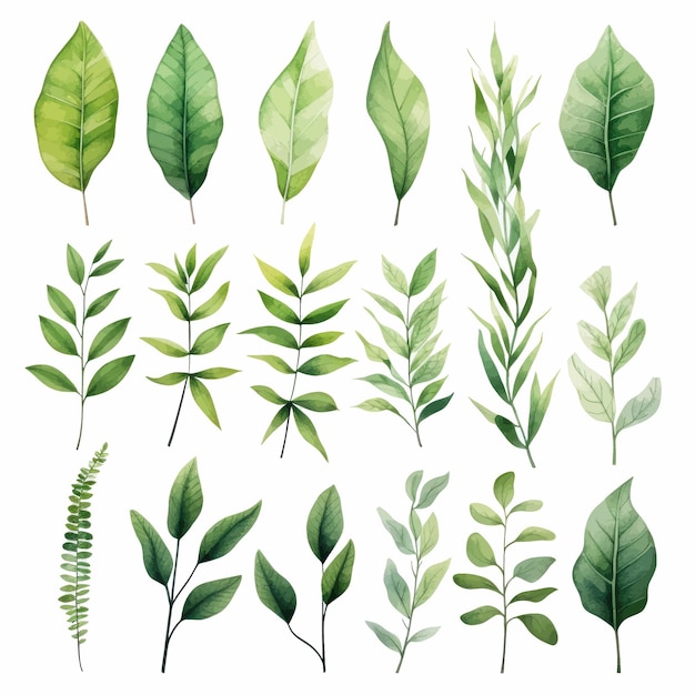 Vector green leaves vector watercolor set