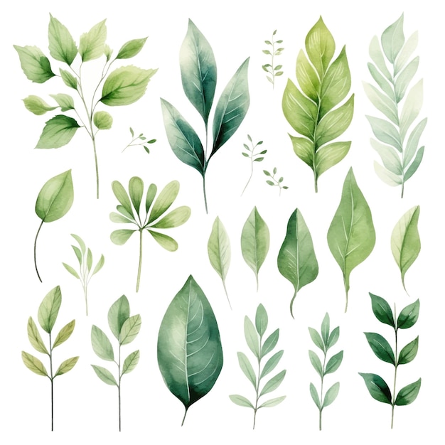 vector green leaves vector watercolor set