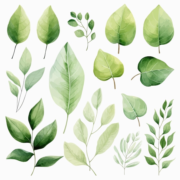 vector green leaves vector watercolor set