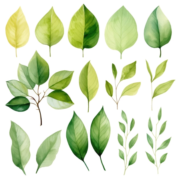 vector green leaves vector watercolor set