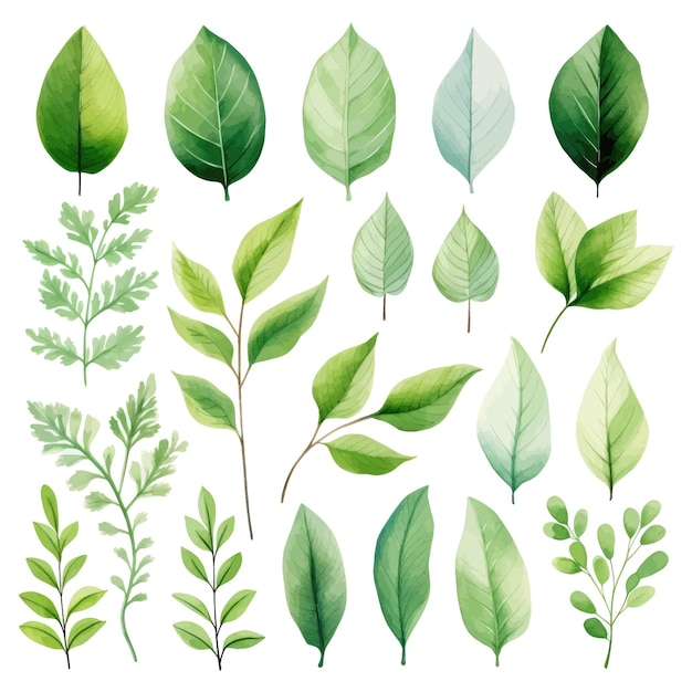 vector green leaves vector watercolor set