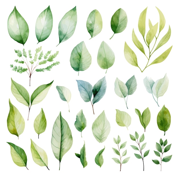 Vector green leaves vector watercolor set