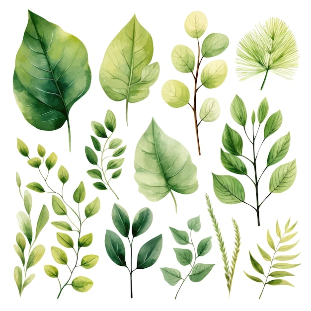 vector green leaves vector watercolor set