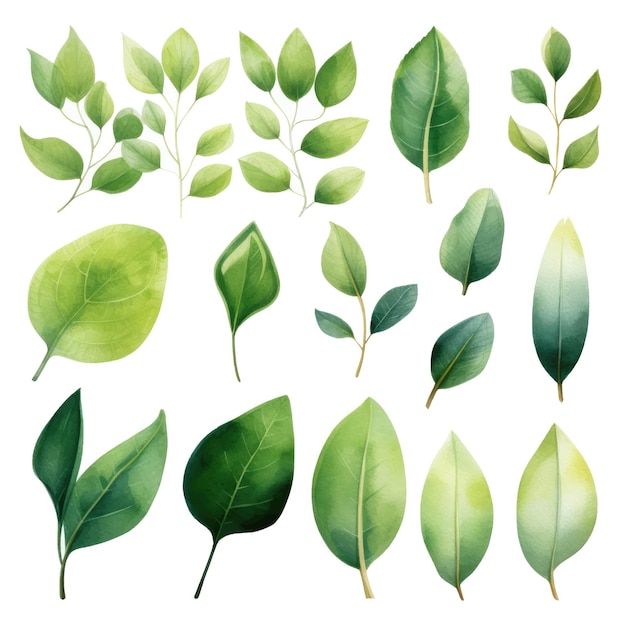 vector green leaves vector watercolor set