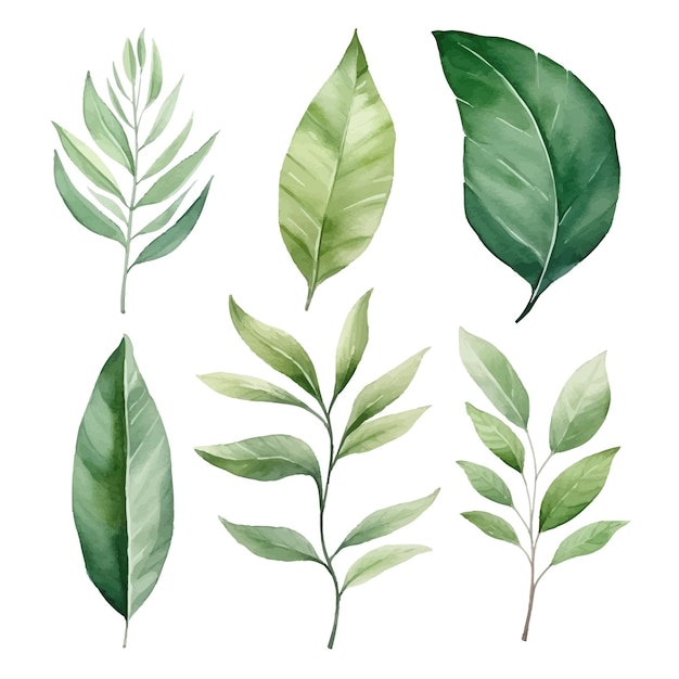 vector green leaves vector watercolor set