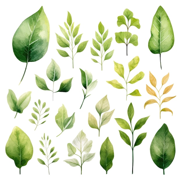 Vector vector green leaves vector watercolor set