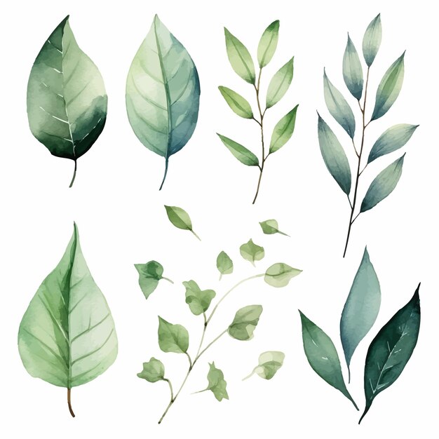 vector green leaves vector watercolor set