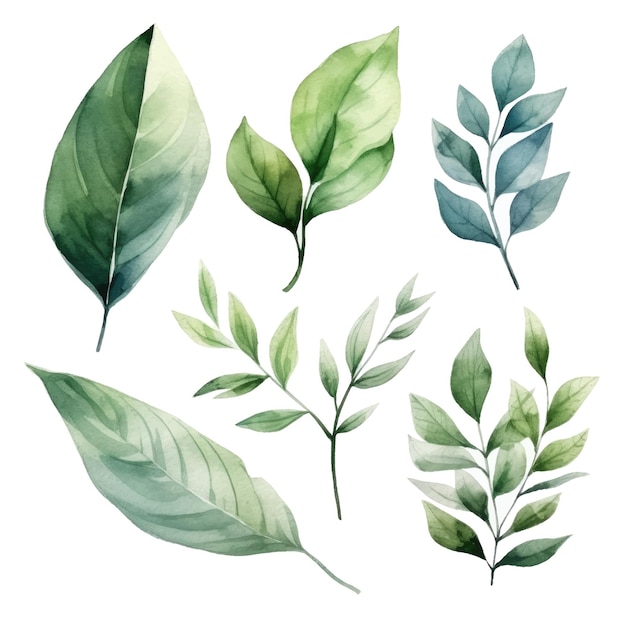 vector green leaves vector watercolor set