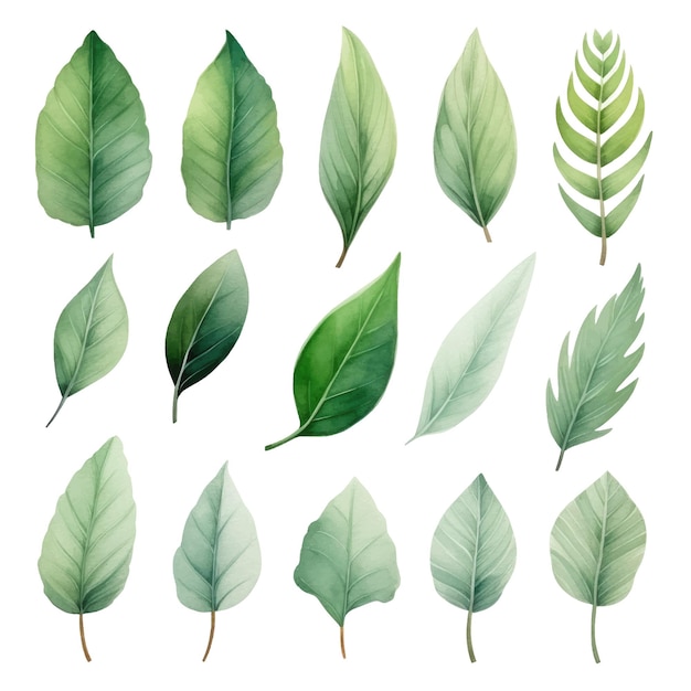 vector green leaves vector watercolor set