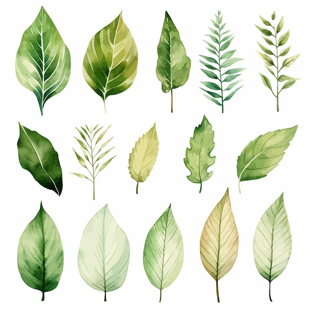 Vector green leaves vector watercolor set