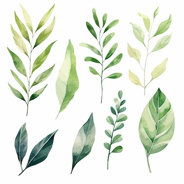 vector green leaves vector watercolor set