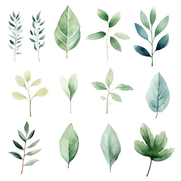 vector green leaves vector watercolor set