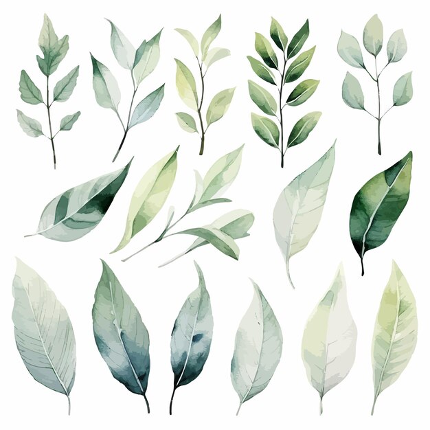 vector green leaves vector watercolor set