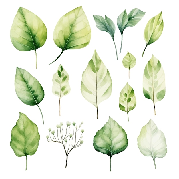 vector green leaves vector watercolor set