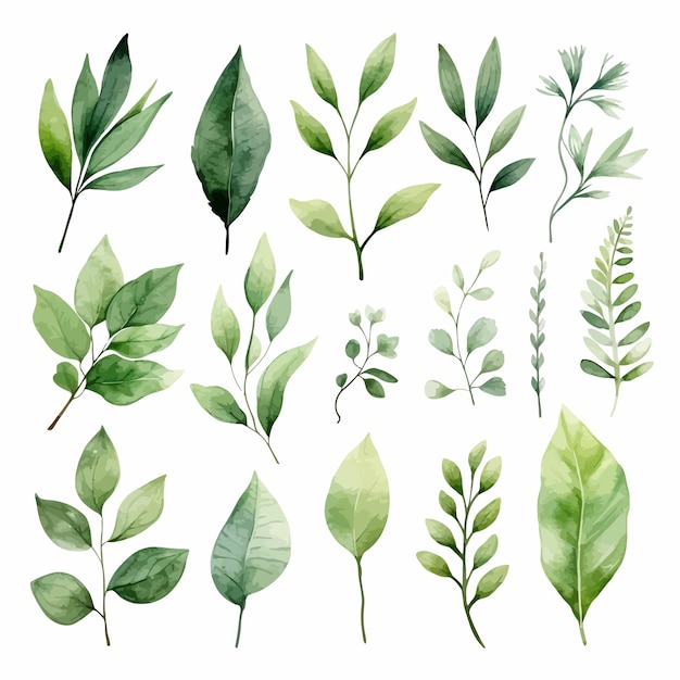 vector green leaves vector watercolor set