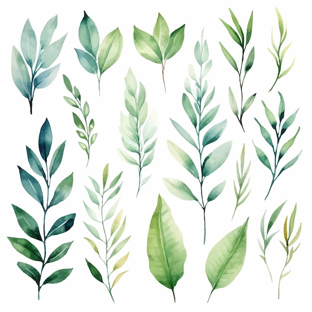 vector green leaves vector watercolor set