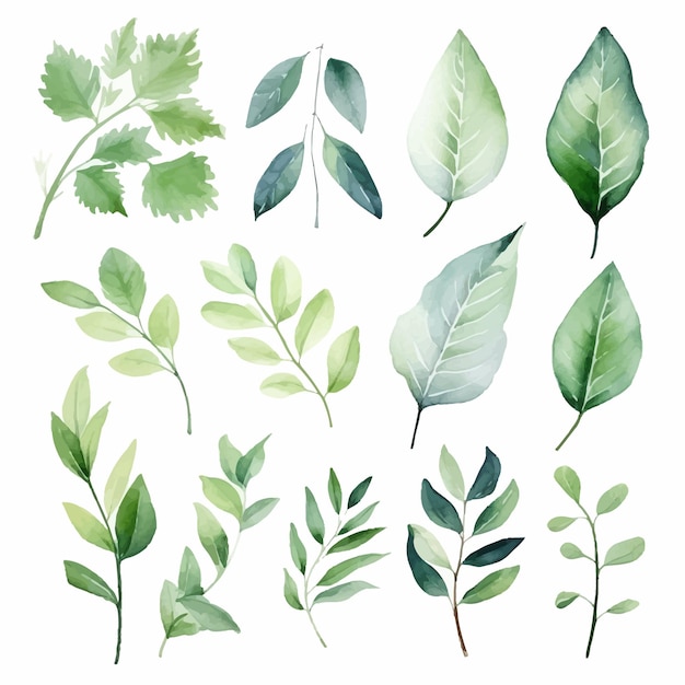 vector green leaves vector watercolor set