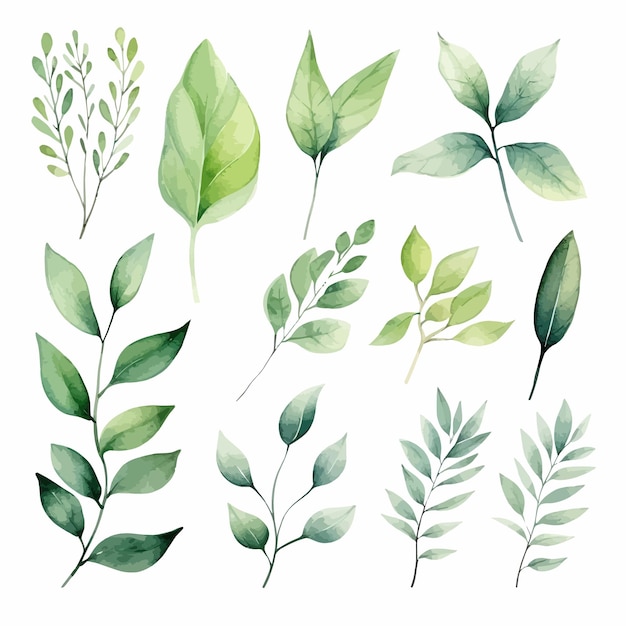 vector green leaves vector watercolor set