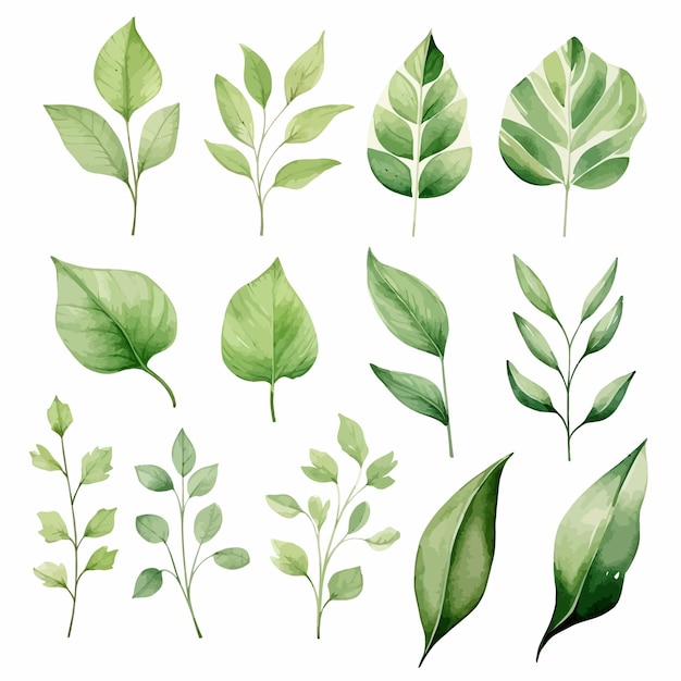 vector green leaves vector watercolor set