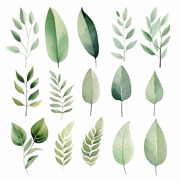 vector green leaves vector watercolor set