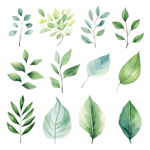 vector green leaves vector watercolor set