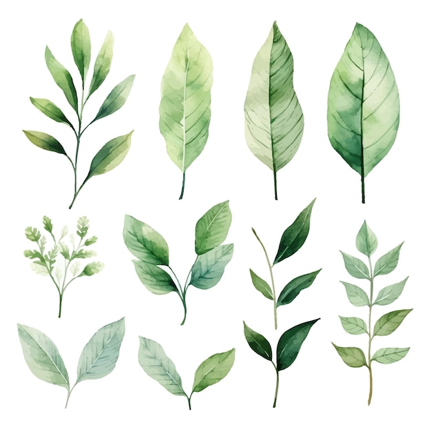 Векторный акварельный набор зеленых листьев