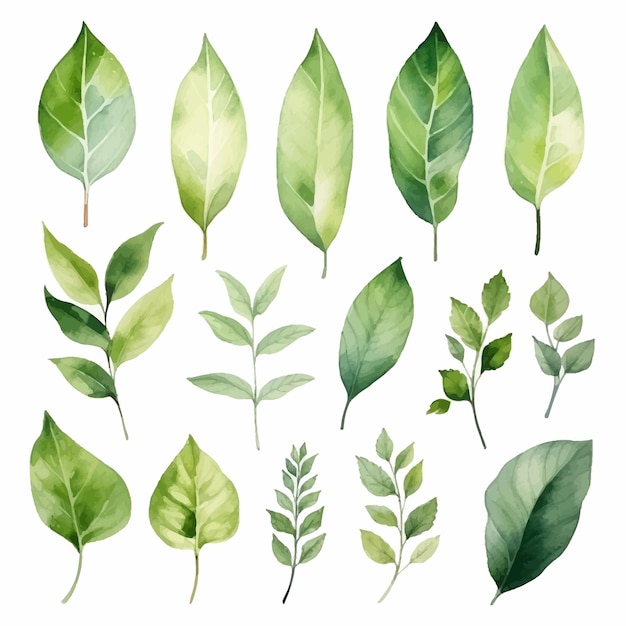 Vector vector green leaves vector watercolor set