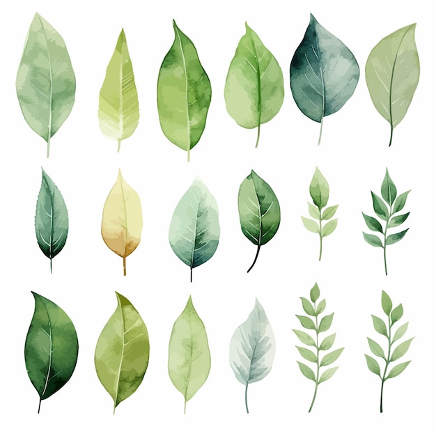 vector green leaves vector watercolor set