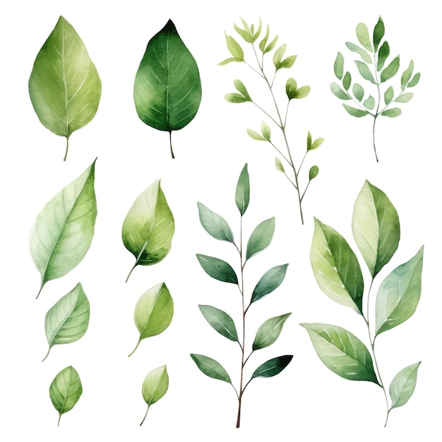 vector green leaves vector watercolor set