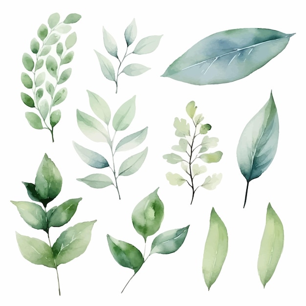 vector green leaves vector watercolor set