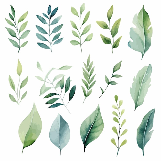 vector green leaves vector watercolor set