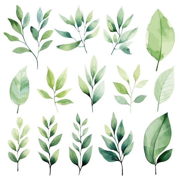 Vector vector green leaves vector watercolor set